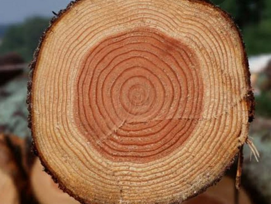 二酸化炭素を固定し続ける木材